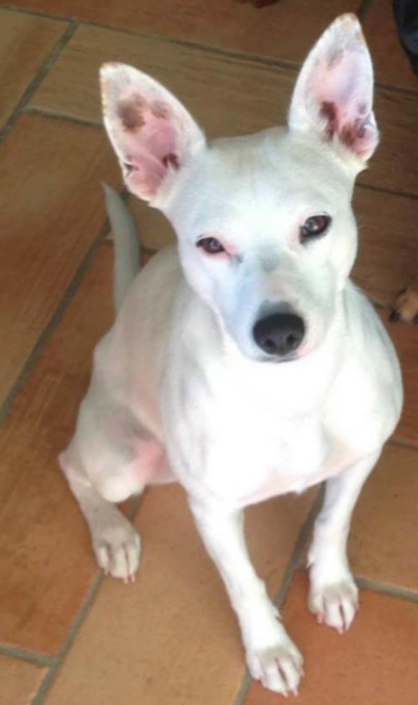 cagnolina-daisy