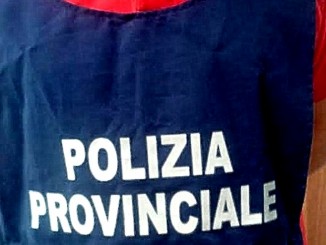 Cinghiale investe scooter con due persone a bordo