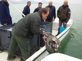 Un milione di carpe e tinche per ripopolare il Trasimeno