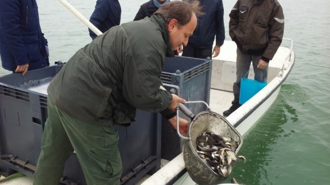 Un milione di carpe e tinche per ripopolare il Trasimeno