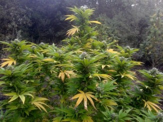 Coltivazione cannabis al Trasimeno, fermato giovane incensurato