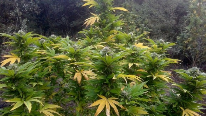 Coltivazione cannabis al Trasimeno, fermato giovane incensurato