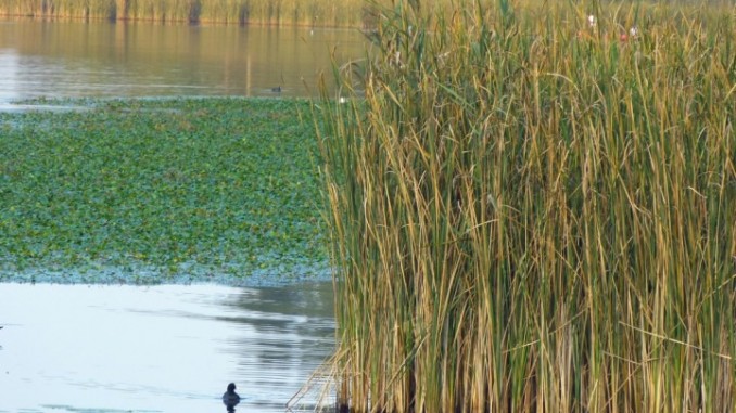 Cosa è accaduto al canneto del Trasimeno negli ultimi venti anni