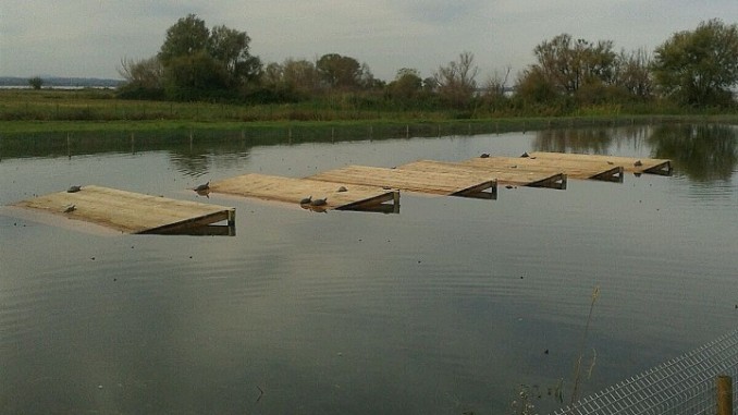 Trasimeno traslocate 2500 tartarughe del Centro Ittiogenico