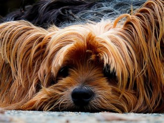 Cane dimenticato in auto: 60enne denunciata dai Carabinieri
