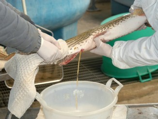 Pesce luccio quasi scomparso dalle acque del Trasimeno Il centro ittiogenico ne garantisce la sopravvivenza