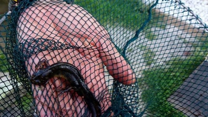 Oasi La Valle Trasimeno “operazione salvataggio” per 14 tritoni