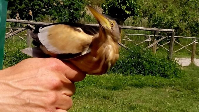 Il paradiso degli aironi, otto specie nidificano al lago Trasimeno