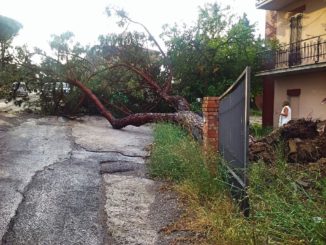 Tromba d'aria a Colonnetta di Sanfatucchio, alberi schiantati al Trasimeno