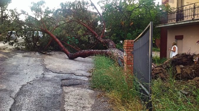 Tromba d'aria a Colonnetta di Sanfatucchio, alberi schiantati al Trasimeno