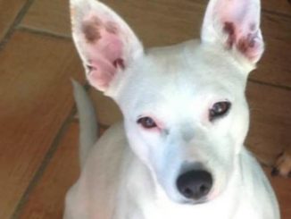 La cagnolina Daisy ancora non si trova, mille euro di ricompensa a chi la riporterà a casa