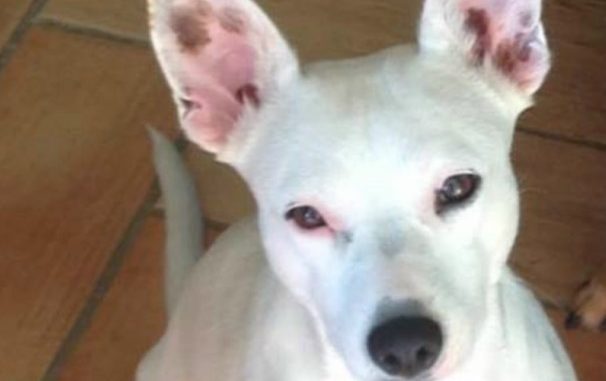 La cagnolina Daisy ancora non si trova, mille euro di ricompensa a chi la riporterà a casa