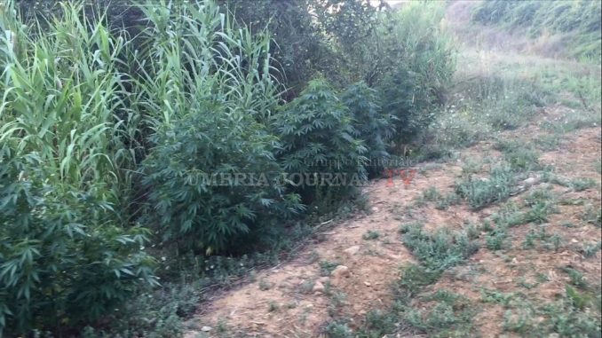 Coltiva marijuana nell'orto a Città della Pieve, denuncia per un italiano