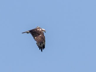 Avifauna, dopo un anno di silenzio avvistato al Trasimeno “Antares”