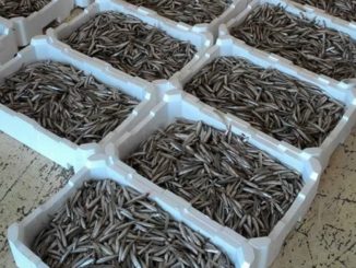 Sagra dell’Agone: anteprima a sostegno delle persone colpite dal sisma