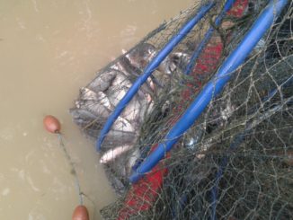 Lago Trasimeno, Carabinieri Forestale stroncano bracconaggio ittico