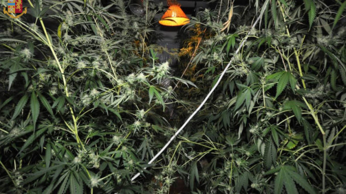 Città della Pieve, coltiva cannabis, polizia scopre 168 piante