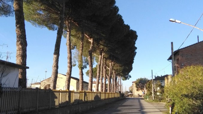 Pini pericolosi, M5s Castiglione, intervenire al più presto 