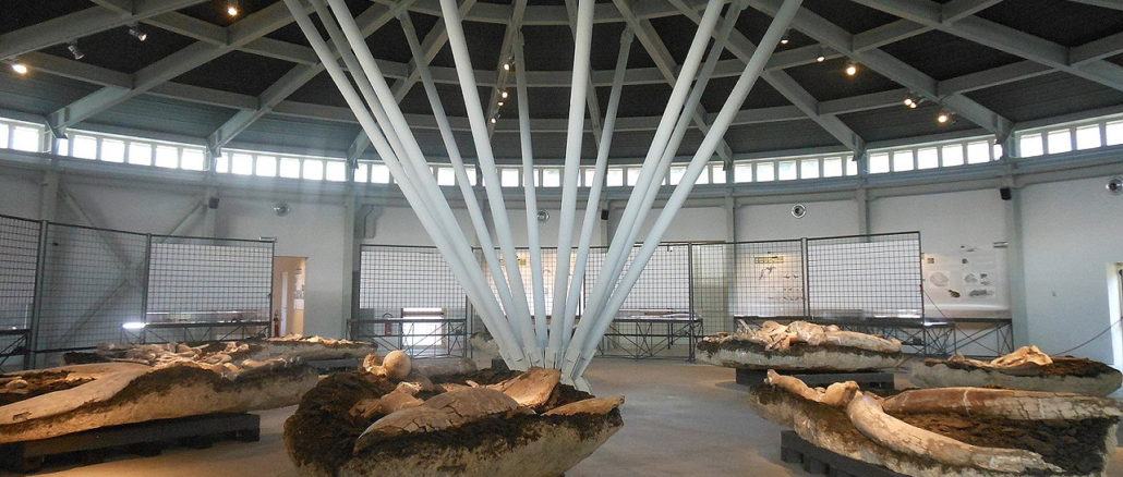 Museo Paleontologico, Borgo di Vignaie e Ponte sul Nestore, le richieste della Civica Piegaro