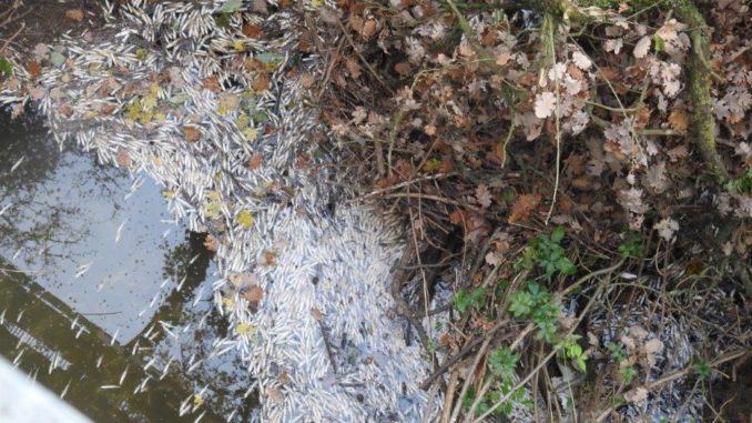 Smaltimento illecito di rifiuti nel Lago Trasimeno, pesci morti a migliaia