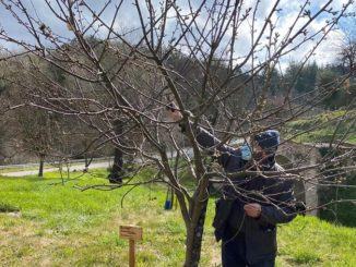 Città della Pieve: festa dell’albero studenti delle medie donano un castagno