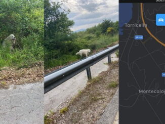 Investito da un'auto un cane maremmano, è ferito e ha bisogno di aiuto