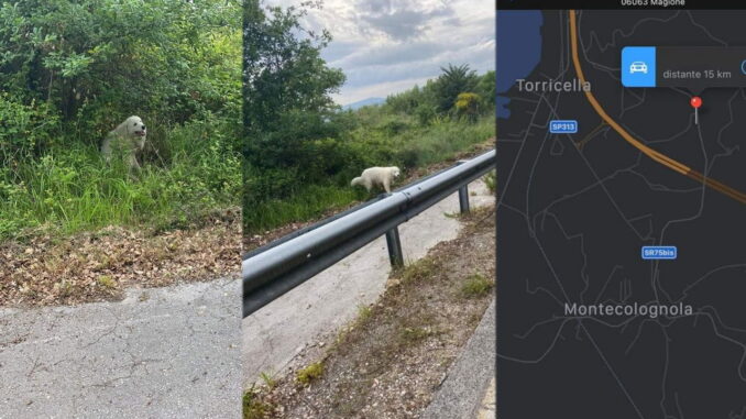 Investito da un'auto un cane maremmano, è ferito e ha bisogno di aiuto