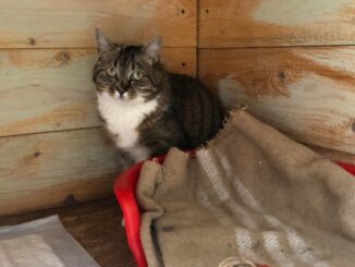 Gattina spaesata e spaventata cerca vecchi o nuovi proprietari