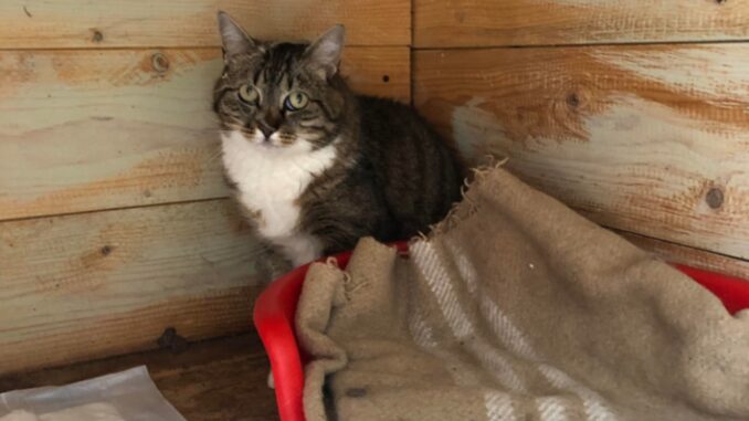 Gattina spaesata e spaventata cerca vecchi o nuovi proprietari