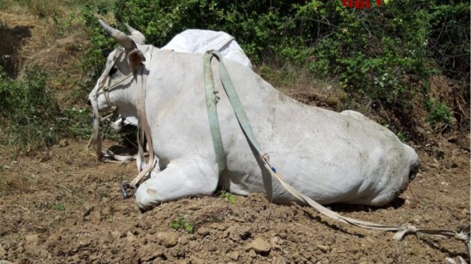 A Cibottola, Piegaro, salvato un bovino di circa 9 quintali