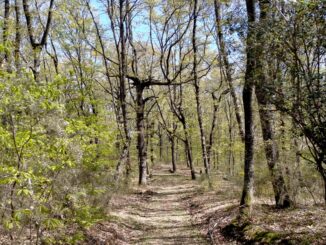 Gruppo Ecologista "Il Riccio" organizza escursione al Bosco di Piegaro, per sabato 28 Agosto 2021, in collaborazione con GeoEnergyTrekking