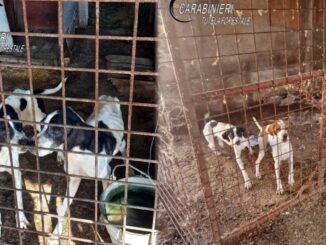 Maltrattamento animali, Forestali sequestrano 24 cani a Capanne