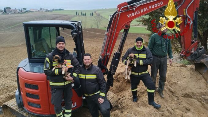 Due cagnolini salvati dai vigili del fuoco dopo 24 ore sotto terra