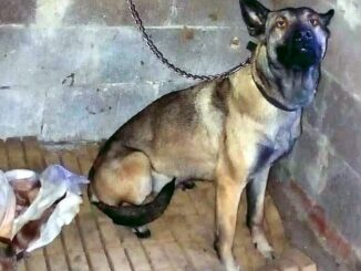 Salvato un pastore belga Malinois: detenuto in condizioni disumane a Passignano sul Trasimeno