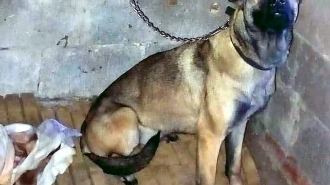 Salvato un pastore belga Malinois: detenuto in condizioni disumane a Passignano sul Trasimeno