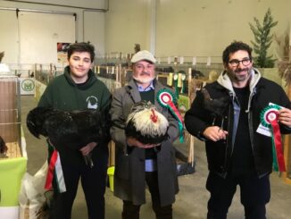 Magione, mostra sociale avicoltura per ammirare 300 rari esemplari
