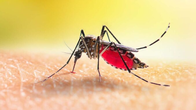 Dengue virus, coppia contagiata nel comune di Magione