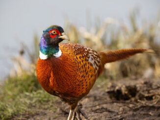 Gestione Faunistica Oggi: Nuovo Approccio Uomo e Animali