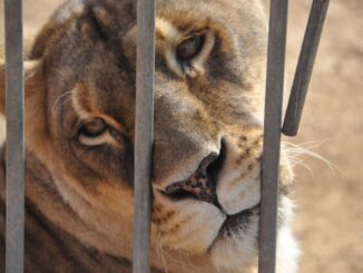 Inaugurata la Casa degli Animali LAV a Castiglione del Lago
