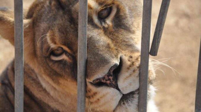 Inaugurata la Casa degli Animali LAV a Castiglione del Lago