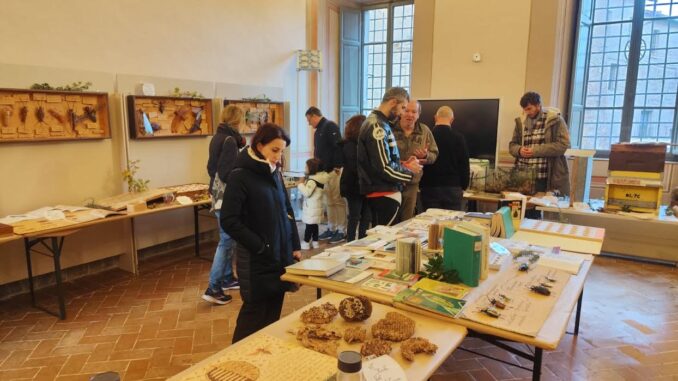 La Mostra "Insetti e Affini" a Città della Pieve fino al 1° dicembre