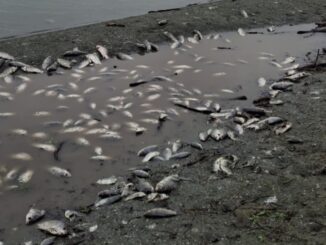 Strana moria di pesci al Lago Trasimeno, impressionanti queste foto