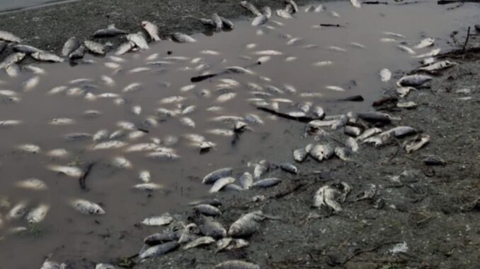 Strana moria di pesci al Lago Trasimeno, impressionanti queste foto
