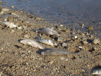 Emergenza carassi morti al Trasimeno, scatta l’interrogazione