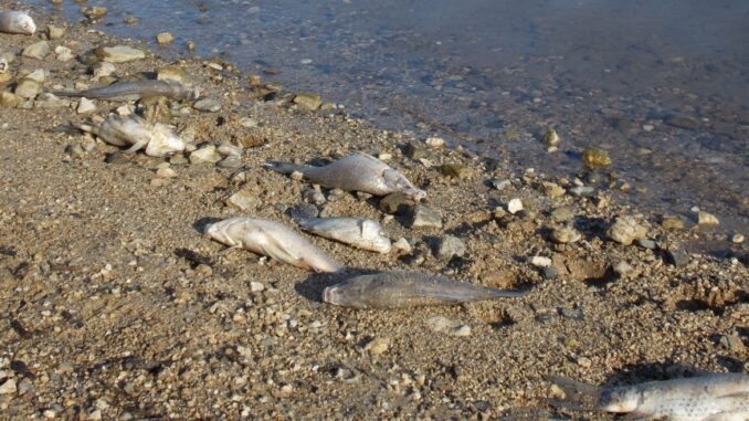 Emergenza carassi morti al Trasimeno, scatta l’interrogazione