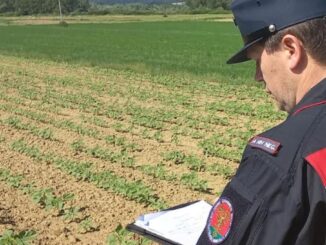 Ortaggi spacciati per km "zero", azienda scoperta e sanzionata