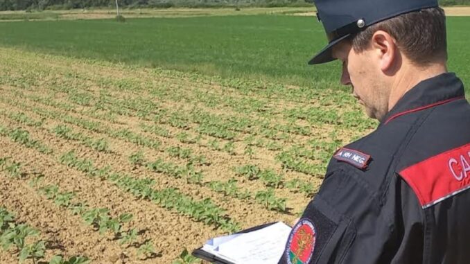 Ortaggi spacciati per km "zero", azienda scoperta e sanzionata