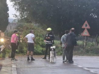 Temporale a San Feliciano: Pino caduto blocca la SP 316