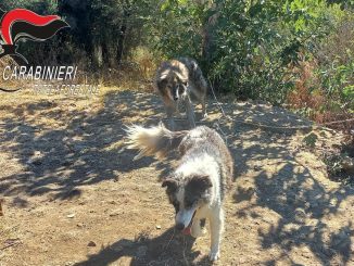 Cani salvati dal caldo, Forestali interrompono l’agonia