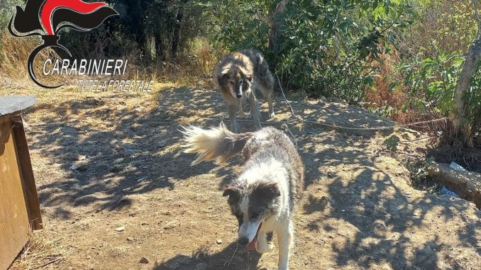 Cani salvati dal caldo, Forestali interrompono l’agonia